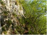 Spodnja Idrija - Jelenk